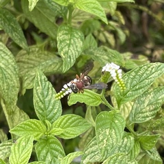 Triepeolus rufithorax