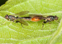 Sphegina sibirica