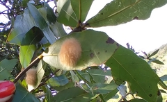 Neuroterus laurifoliae