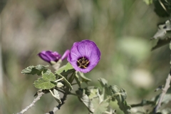 Corynabutilon ceratocarpum