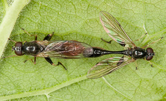 Sphegina sibirica