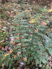 Dryopteris × boottii
