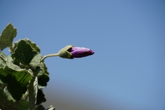 Corynabutilon ceratocarpum