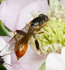 Sphegina sibirica