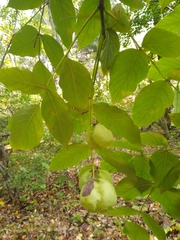 Staphylea trifolia