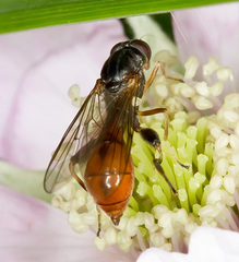 Sphegina sibirica