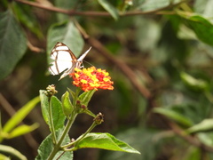 Thisbe lycorias