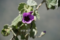 Corynabutilon ceratocarpum