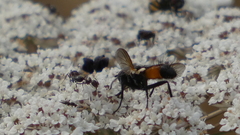 Cylindromyia intermedia