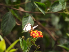 Thisbe lycorias