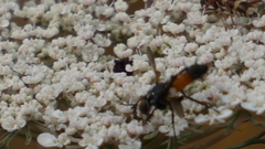 Cylindromyia intermedia