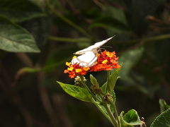Thisbe lycorias