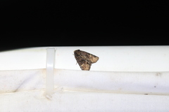 Phosphila turbulenta