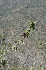 Corynabutilon ceratocarpum