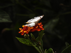 Thisbe lycorias