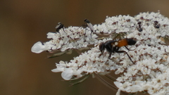 Cylindromyia intermedia