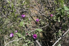 Corynabutilon ceratocarpum