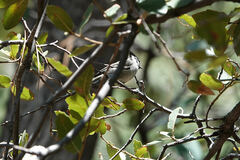 Baeolophus wollweberi