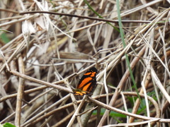 Castilia eranites