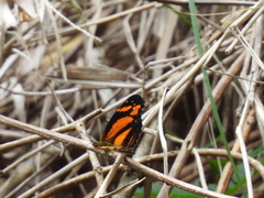 Castilia eranites