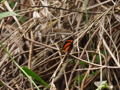 Castilia eranites