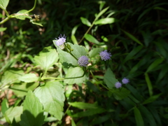 Praxelis clematidea