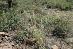 Muhlenbergia rigens