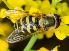Syrphus vitripennis