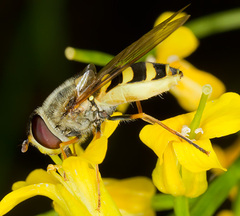 Syrphus vitripennis