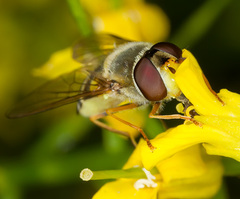 Syrphus vitripennis
