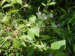Praxelis clematidea