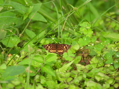 Anthanassa drusilla
