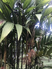 Pinanga