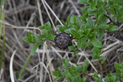 Rabdophaga strobiloides