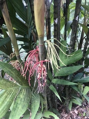 Pinanga