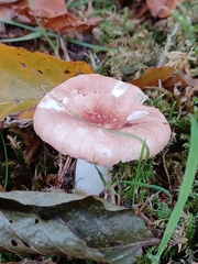 Russula betularum