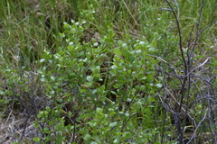 Betula glandulosa