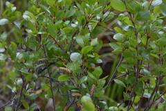 Betula glandulosa
