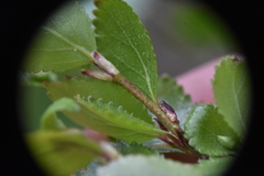 Betula glandulosa