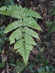 Dryopteris erythrosora