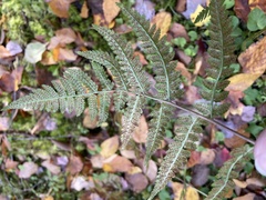 Dryopteris × boottii