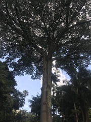 Ceiba pentandra