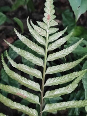 Asplenium wrightii