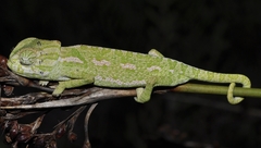 Chamaeleo chamaeleon chamaeleon