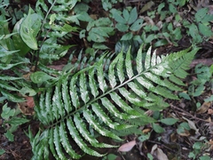 Asplenium wrightii