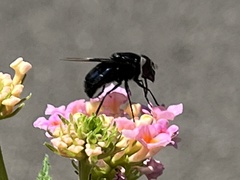 Copestylum violaceum