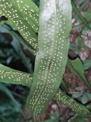 Lepidomicrosorium superficiale