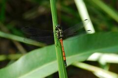 Agrionoptera insignis