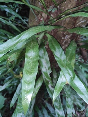 Lepidomicrosorium superficiale