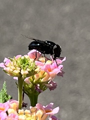 Copestylum violaceum